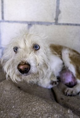 Evlatlık bekleyen terk edilmiş köpeklerin ayrıntıları, tatlım.