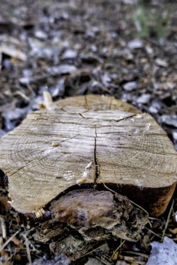 Ormandaki kapalı bir ağacın ayrıntıları, doğanın tahribatı.