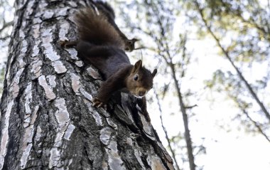 Doğadaki bir ormandaki vahşi sincabın ayrıntıları.