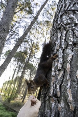 Doğadaki bir ormandaki vahşi sincabın ayrıntıları.