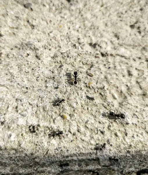 Sokaktaki bir grup karıncanın ayrıntıları