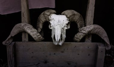 Ölü bir hayvanın kafatasıyla dekorasyon ayrıntıları, hayvan doldurma.