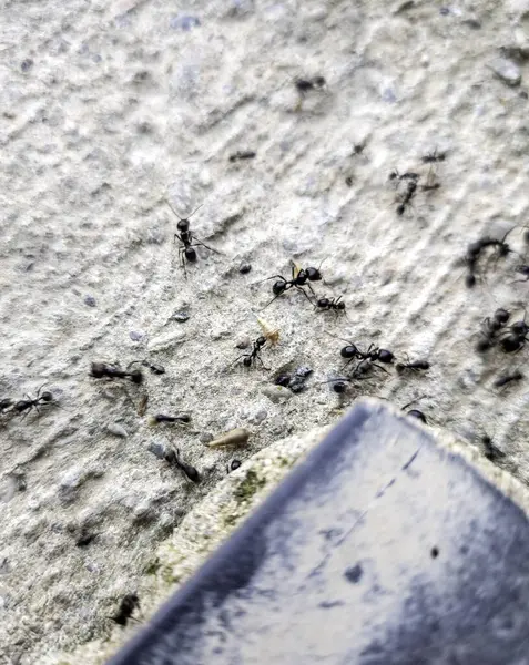 Sokaktaki bir grup karıncanın ayrıntıları