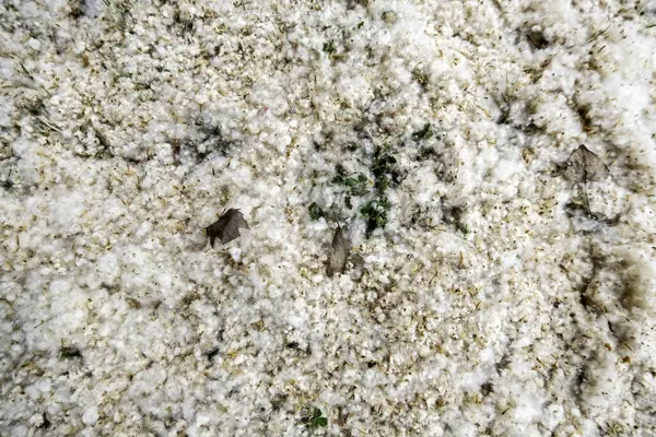 Bir bahar günü polen ve ağaç tüylerinin ayrıntıları