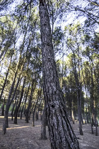 Doğadaki ormandaki yaşlı ağacın ayrıntıları, özgürlük.