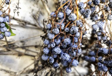 Markette kurutulmuş tatlı meyve, sağlıklı yemek, vejetaryen...