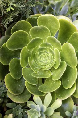 Ölü kaktüsün botanik kazanda ne işi var?