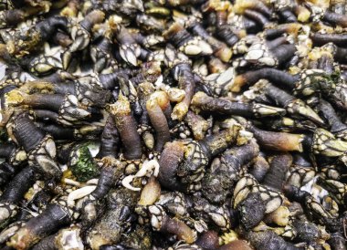 Taze balık pazarlarındaki midyeler, deniz ürünleri ve kabuklular, yiyecekler.