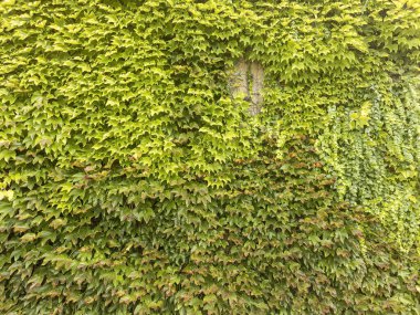 Tırmanma sarmaşığıyla süslenmiş bir duvarın ayrıntıları