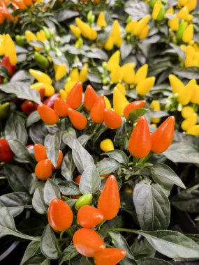 Renkli biberli bitkilerin ayrıntıları