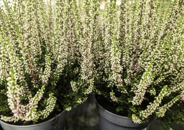 Dekorasyon için kapalı yeşil bitki, yaşayan varlık