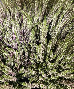 Dekorasyon için kapalı yeşil bitki, yaşayan varlık