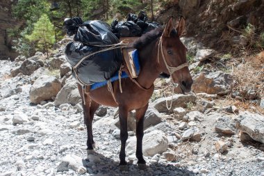 Yazın vadi boyunca yol boyunca dağların manzarası. Yunanistan Dağları 'ndaki bir vadi olan Gorge' un manzarası, dünyanın en derin vadilerinden biri olan dağların yamaçlarında uzanıyor..