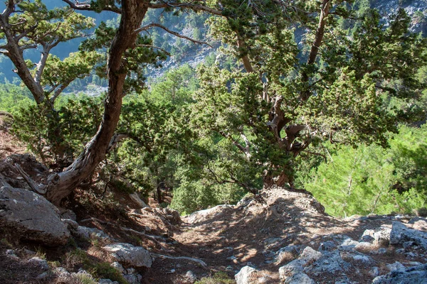 stock image Views in the mountains along the path through the gorge summer. View of Gorge, a gorge in the Mountains of Greece, lying on the slopes of Mountains, one of the deepest gorges in the world.