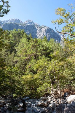 Orman ve dağ manzarası, uzaktaki gezginlerin ve dağların izleri. Tahta köprüler ve dereler