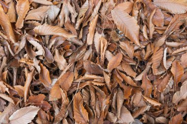 Kestane yaprakları zemin duvar kağıdında