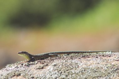 Posdarci tiliguerta Gredos 'ta güneşin altında bir kayanın üzerinde.