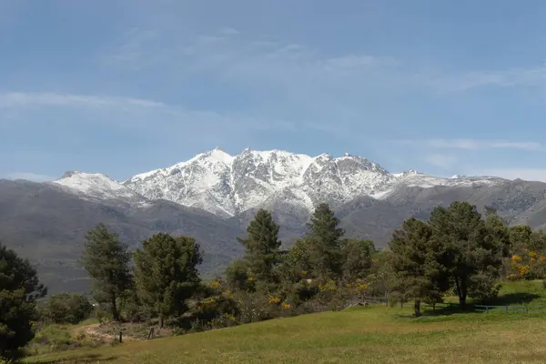 Sisli bir manzarada yapraksız bir ağacın silueti.