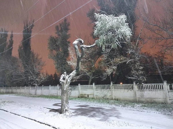 フェンスの近くの夜の通りに雪に覆われたアカシアの木が — ストック写真