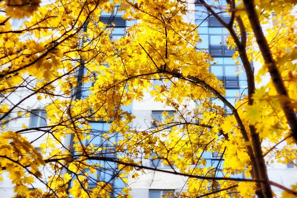 Gelbe Ahornbäume Vor Dem Hintergrund Von Hausfenstern — Stockfoto