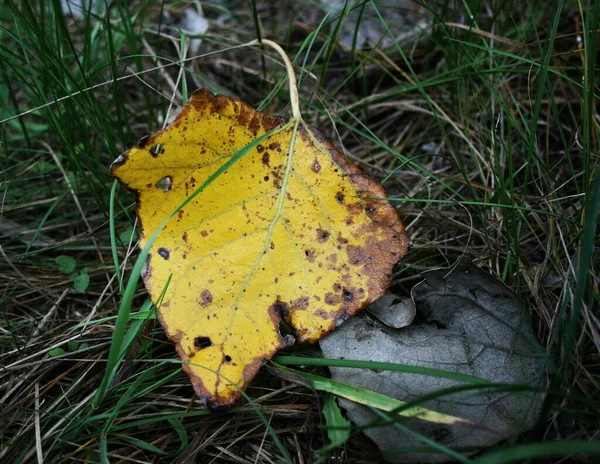 Liść Topoli Żółtej Zielonej Trawie — Zdjęcie stockowe