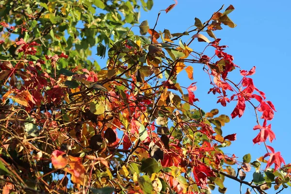 Czerwone Liście Dzikich Winogron Tle Błękitnego Nieba — Zdjęcie stockowe