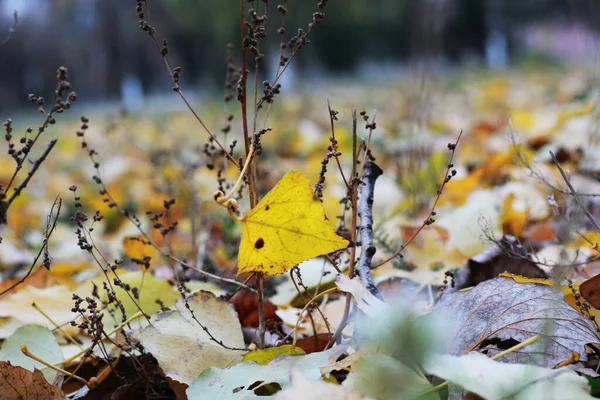 Liść Topoli Żółtej Splątany Suchej Trawie — Zdjęcie stockowe