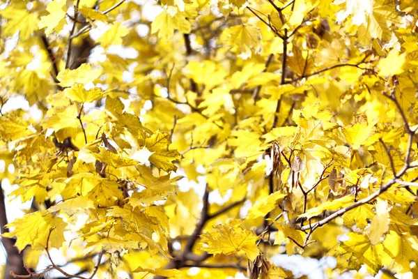 Žluté Listy Koberec Zelená Tráva Trávníku — Stock fotografie