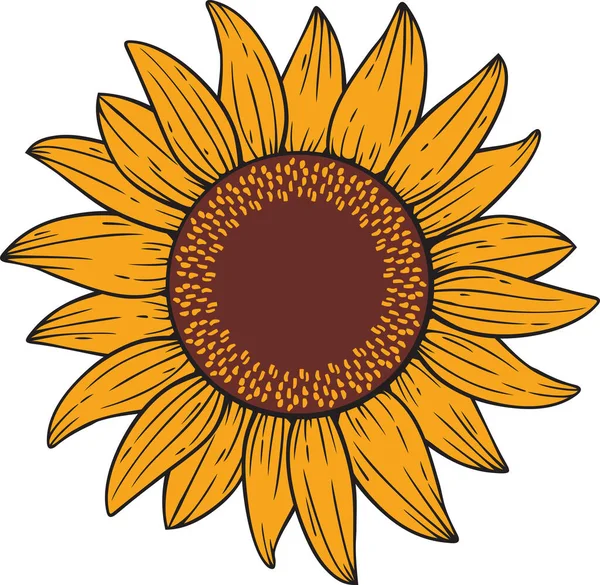 Sunflower Color Vector Illustration Design — Stock Vector