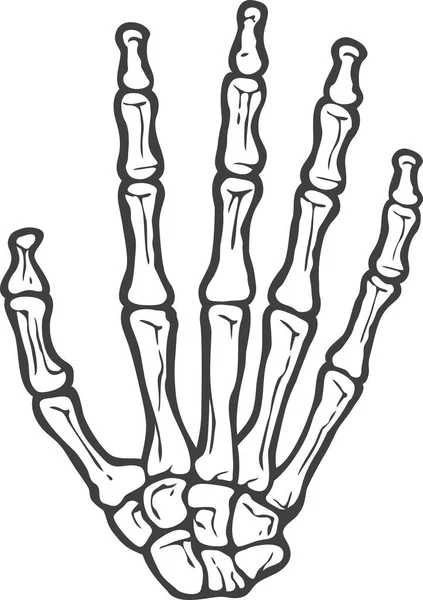 Menschliches Skelett Hand Knochen Vektorillustration — Stockvektor