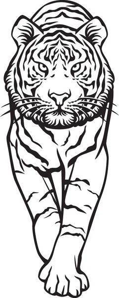 Tiger Walking Black White Front Side Vector Illustration — Stock Vector