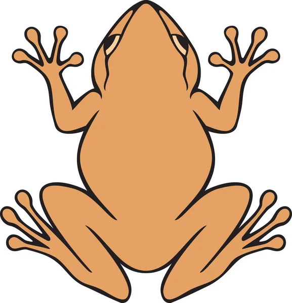 Wspólny Coqui Frog Color Ilustracja Wektora — Wektor stockowy