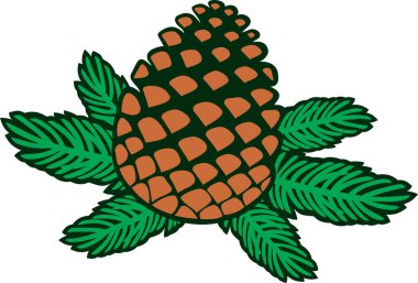 Pine Cone ve Branch Color. Vektör İllüstrasyonu.