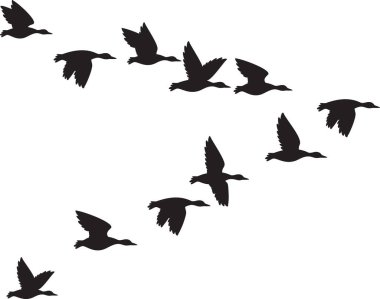 Uçan Mallard Ördekleri Sürüsü (Göçmen Kuşlar). Siyah ve Beyaz. Vektör İllüstrasyonu.
