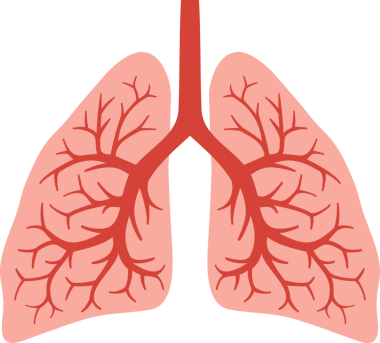 Saydam arkaplanda insan akciğerleri anatomisi PNG görüntüsü