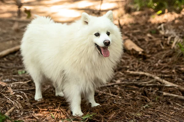 Retrato Aire Libre Perro Esponjoso Blanco Feliz Sobre Fondo Natural —  Fotos de Stock