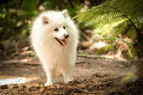 Außenporträt Eines Glücklichen Weißen Flauschigen Hundes Auf Natürlichem Hintergrund Hochwertiges — Stockfoto