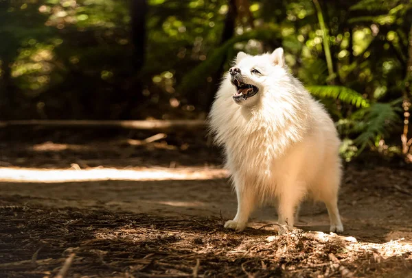 Außenporträt Eines Glücklichen Weißen Flauschigen Hundes Auf Natürlichem Hintergrund Hochwertiges — Stockfoto
