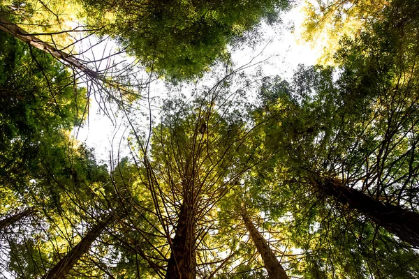 Tetők Vörös Erdő Rotorua Zéland Kiváló Minőségű Fénykép — Stock Fotó