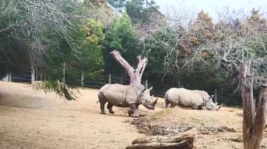 Gergedanlar hayvanat bahçesi parkında ya da ulusal rezervlerde doğal arka planda. Yüksek kaliteli video