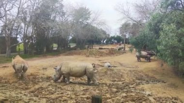 Gergedanlar hayvanat bahçesi parkında ya da ulusal rezervlerde doğal arka planda. Yüksek kaliteli video