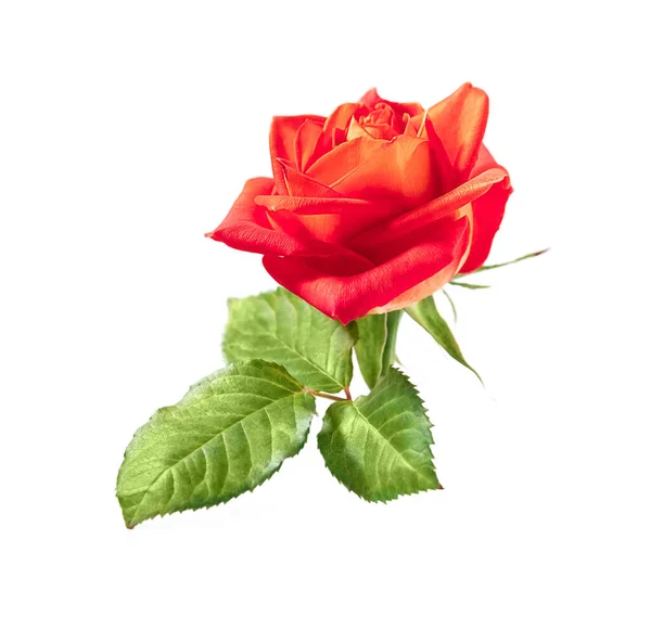 Leuchtend Frische Rote Rose Blume Isoliert Über Weißem Hintergrund Hochwertiges — Stockfoto