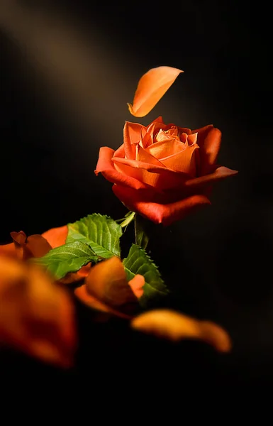 Flor Rosa Roja Fresca Brillante Aislada Sobre Fondo Negro Foto —  Fotos de Stock