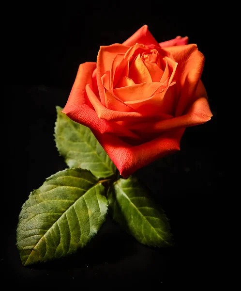 Leuchtend Frische Rote Rose Blume Isoliert Über Schwarzem Hintergrund Hochwertiges — Stockfoto