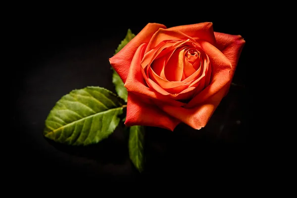 Φωτεινό Φρέσκο Κόκκινο Τριαντάφυλλο Λουλούδι Απομονώνονται Μαύρο Φόντο Υψηλής Ποιότητας — Φωτογραφία Αρχείου