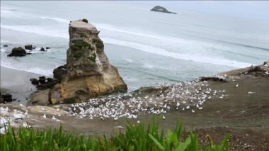 Uçurumdaki sümsük kuşu kolonisi, deniz kuşu rezervi, Muriwai sahilindeki vahşi yaşam sığınağı Yeni Zelanda. Yüksek kaliteli FullHD görüntüler