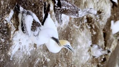 Uçurumdaki sümsük kuşu kolonisi, deniz kuşu rezervi, Muriwai sahilindeki vahşi yaşam sığınağı Yeni Zelanda. Yüksek kaliteli FullHD görüntüler