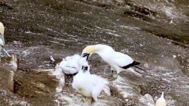 gannet colony on a cliff, sea bird reserve, wildlife sanctuary on muriwai beach new zealand. High quality FullHD footage