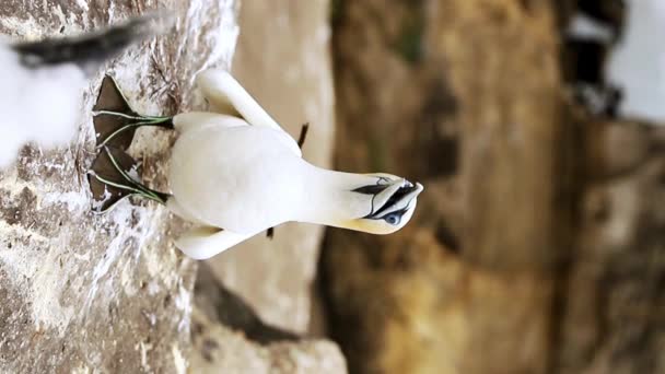 Gannet Colonie Sur Une Falaise Réserve Oiseaux Mer Sanctuaire Faune — Video