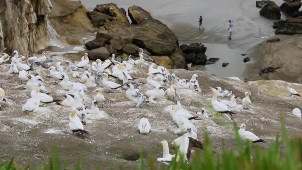 Gannet Colony Cliff Sea Bird Reserve Wildlife Sanctuary Muriwai Beach — Wideo stockowe